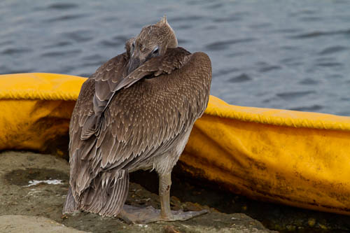 Brown Pelican juvenile and oil boom